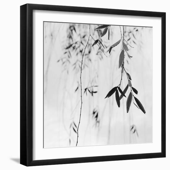 Willow Print No. 3-Nicholas Bell-Framed Photographic Print