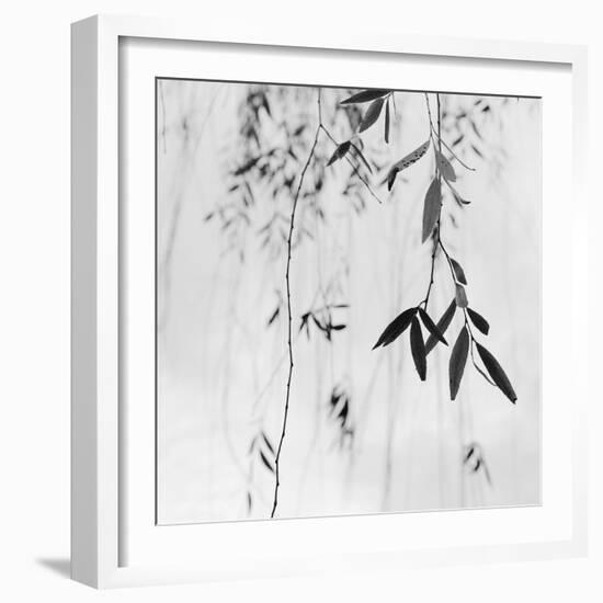 Willow Print No. 3-Nicholas Bell-Framed Photographic Print