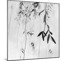 Willow Print No. 3-Nicholas Bell-Mounted Photographic Print