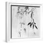 Willow Print No. 3-Nicholas Bell-Framed Photographic Print