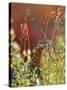 Willow Ptarmigan Amongst Tundra, Denali National Park, Alaska, USA-Hugh Rose-Stretched Canvas