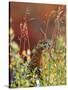 Willow Ptarmigan Amongst Tundra, Denali National Park, Alaska, USA-Hugh Rose-Stretched Canvas