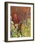 Willow Ptarmigan Amongst Tundra, Denali National Park, Alaska, USA-Hugh Rose-Framed Photographic Print