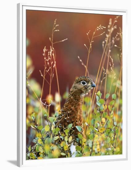 Willow Ptarmigan Amongst Tundra, Denali National Park, Alaska, USA-Hugh Rose-Framed Photographic Print