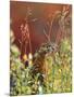 Willow Ptarmigan Amongst Tundra, Denali National Park, Alaska, USA-Hugh Rose-Mounted Photographic Print