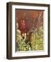 Willow Ptarmigan Amongst Tundra, Denali National Park, Alaska, USA-Hugh Rose-Framed Photographic Print