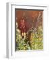 Willow Ptarmigan Amongst Tundra, Denali National Park, Alaska, USA-Hugh Rose-Framed Photographic Print