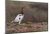 Willow ptarmigan, Arctic Tundra-Ken Archer-Mounted Photographic Print