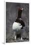 Willow Ptarmigan Bird, Denali National Park, Alaska, USA-Gerry Reynolds-Framed Photographic Print