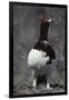 Willow Ptarmigan Bird, Denali National Park, Alaska, USA-Gerry Reynolds-Framed Photographic Print