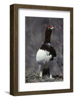 Willow Ptarmigan Bird, Denali National Park, Alaska, USA-Gerry Reynolds-Framed Photographic Print