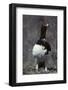 Willow Ptarmigan Bird, Denali National Park, Alaska, USA-Gerry Reynolds-Framed Photographic Print