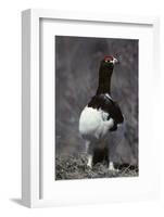 Willow Ptarmigan Bird, Denali National Park, Alaska, USA-Gerry Reynolds-Framed Photographic Print