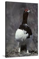 Willow Ptarmigan Bird, Denali National Park, Alaska, USA-Gerry Reynolds-Stretched Canvas