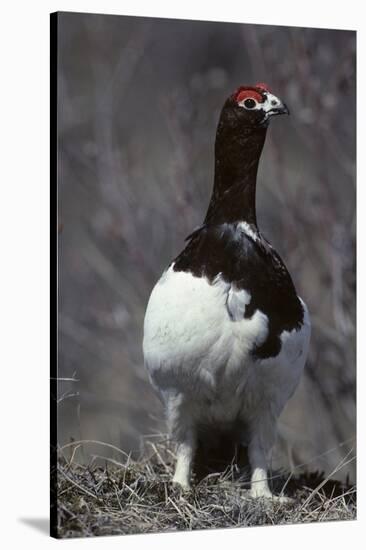 Willow Ptarmigan Bird, Denali National Park, Alaska, USA-Gerry Reynolds-Stretched Canvas