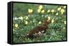 Willow Ptarmigan Bird in Poppy Field, Denali National Park and Preserve, Alaska, USA-Hugh Rose-Framed Stretched Canvas