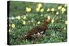 Willow Ptarmigan Bird in Poppy Field, Denali National Park and Preserve, Alaska, USA-Hugh Rose-Stretched Canvas