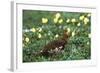 Willow Ptarmigan Bird in Poppy Field, Denali National Park and Preserve, Alaska, USA-Hugh Rose-Framed Photographic Print
