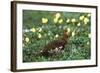 Willow Ptarmigan Bird in Poppy Field, Denali National Park and Preserve, Alaska, USA-Hugh Rose-Framed Photographic Print