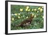 Willow Ptarmigan Bird in Poppy Field, Denali National Park and Preserve, Alaska, USA-Hugh Rose-Framed Photographic Print