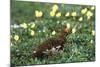 Willow Ptarmigan Bird in Poppy Field, Denali National Park and Preserve, Alaska, USA-Hugh Rose-Mounted Photographic Print