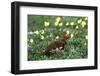 Willow Ptarmigan Bird in Poppy Field, Denali National Park and Preserve, Alaska, USA-Hugh Rose-Framed Photographic Print