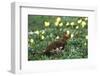 Willow Ptarmigan Bird in Poppy Field, Denali National Park and Preserve, Alaska, USA-Hugh Rose-Framed Photographic Print