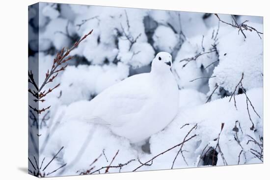 Willow Ptarmigan, Churchill Wildlife Area, Churchill, Manitoba, Canada-Richard ans Susan Day-Stretched Canvas