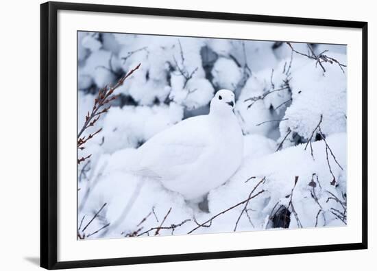 Willow Ptarmigan, Churchill Wildlife Area, Churchill, Manitoba, Canada-Richard ans Susan Day-Framed Photographic Print