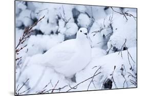 Willow Ptarmigan, Churchill Wildlife Area, Churchill, Manitoba, Canada-Richard ans Susan Day-Mounted Photographic Print