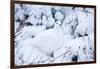 Willow Ptarmigan, Churchill Wildlife Area, Churchill, Manitoba, Canada-Richard ans Susan Day-Framed Photographic Print