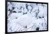 Willow Ptarmigan, Churchill Wildlife Area, Churchill, Manitoba, Canada-Richard ans Susan Day-Framed Photographic Print