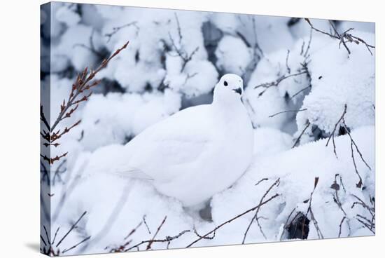 Willow Ptarmigan, Churchill Wildlife Area, Churchill, Manitoba, Canada-Richard ans Susan Day-Stretched Canvas