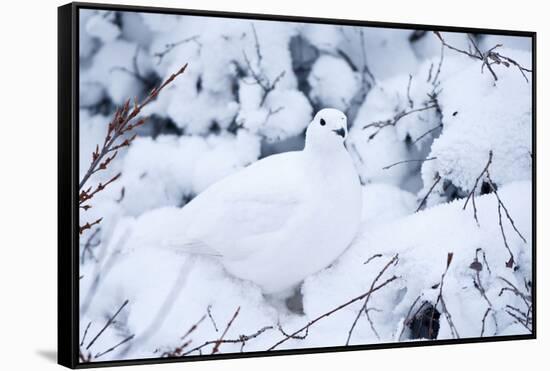 Willow Ptarmigan, Churchill Wildlife Area, Churchill, Manitoba, Canada-Richard ans Susan Day-Framed Stretched Canvas