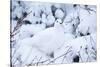 Willow Ptarmigan, Churchill Wildlife Area, Churchill, Manitoba, Canada-Richard ans Susan Day-Stretched Canvas