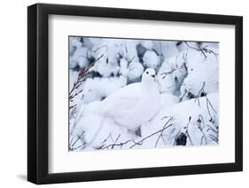 Willow Ptarmigan, Churchill Wildlife Area, Churchill, Manitoba, Canada-Richard ans Susan Day-Framed Photographic Print