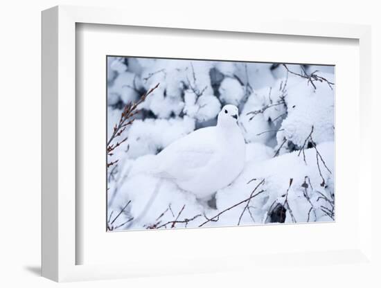 Willow Ptarmigan, Churchill Wildlife Area, Churchill, Manitoba, Canada-Richard ans Susan Day-Framed Photographic Print