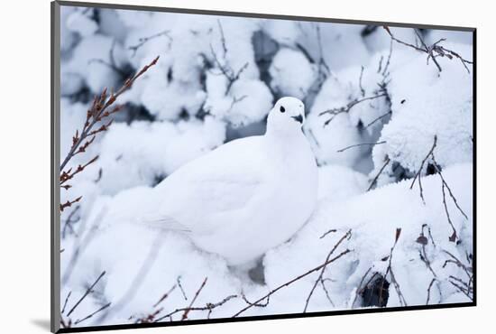 Willow Ptarmigan, Churchill Wildlife Area, Churchill, Manitoba, Canada-Richard ans Susan Day-Mounted Photographic Print