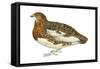 Willow Ptarmigan (Lagopus Lagopus), Birds-Encyclopaedia Britannica-Framed Stretched Canvas