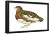 Willow Ptarmigan (Lagopus Lagopus), Birds-Encyclopaedia Britannica-Framed Poster