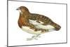 Willow Ptarmigan (Lagopus Lagopus), Birds-Encyclopaedia Britannica-Mounted Poster