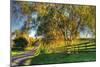 Willow Road-Robert Goldwitz-Mounted Photographic Print