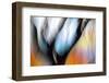 Willow's Song-Ursula Abresch-Framed Photographic Print