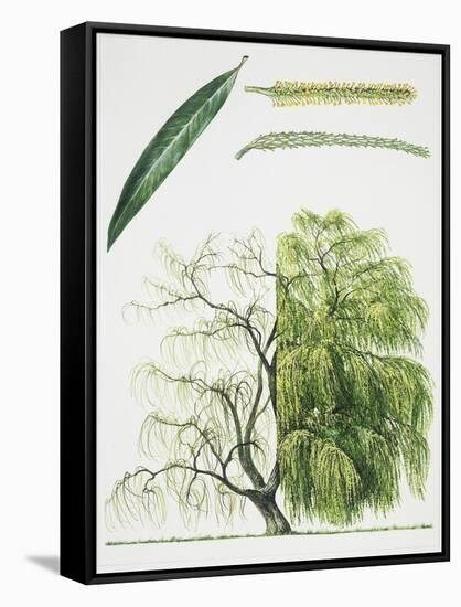 Willow (Salix L.)-null-Framed Stretched Canvas