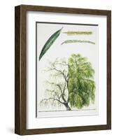 Willow (Salix L.)-null-Framed Giclee Print