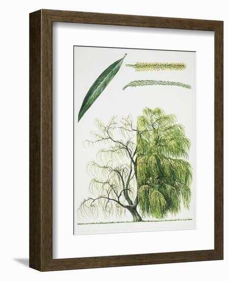 Willow (Salix L.)-null-Framed Giclee Print