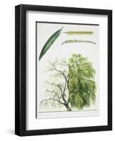 Willow (Salix L.)-null-Framed Giclee Print