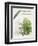 Willow (Salix L.)-null-Framed Giclee Print