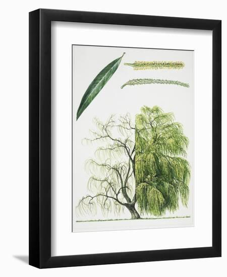 Willow (Salix L.)-null-Framed Giclee Print