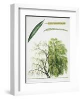Willow (Salix L.)-null-Framed Giclee Print